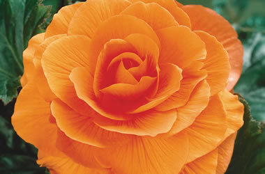 B. ‘Old Gold’